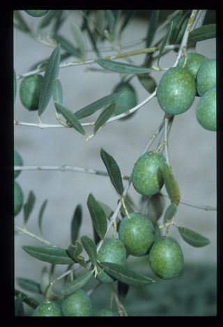 Olive trees were first domesticated in the Levant around 6,000 years ago, new research suggests.