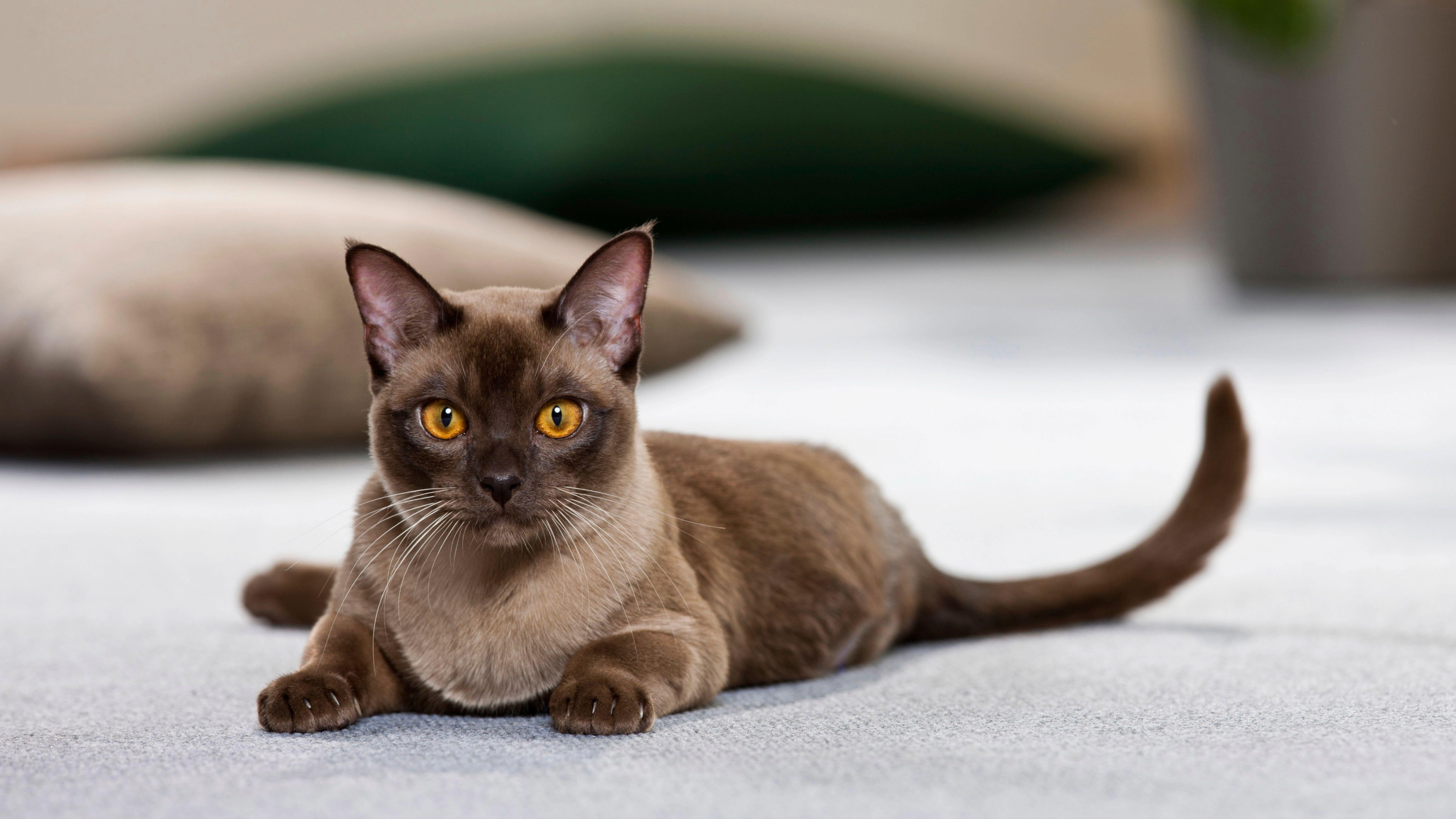 Burmese cat