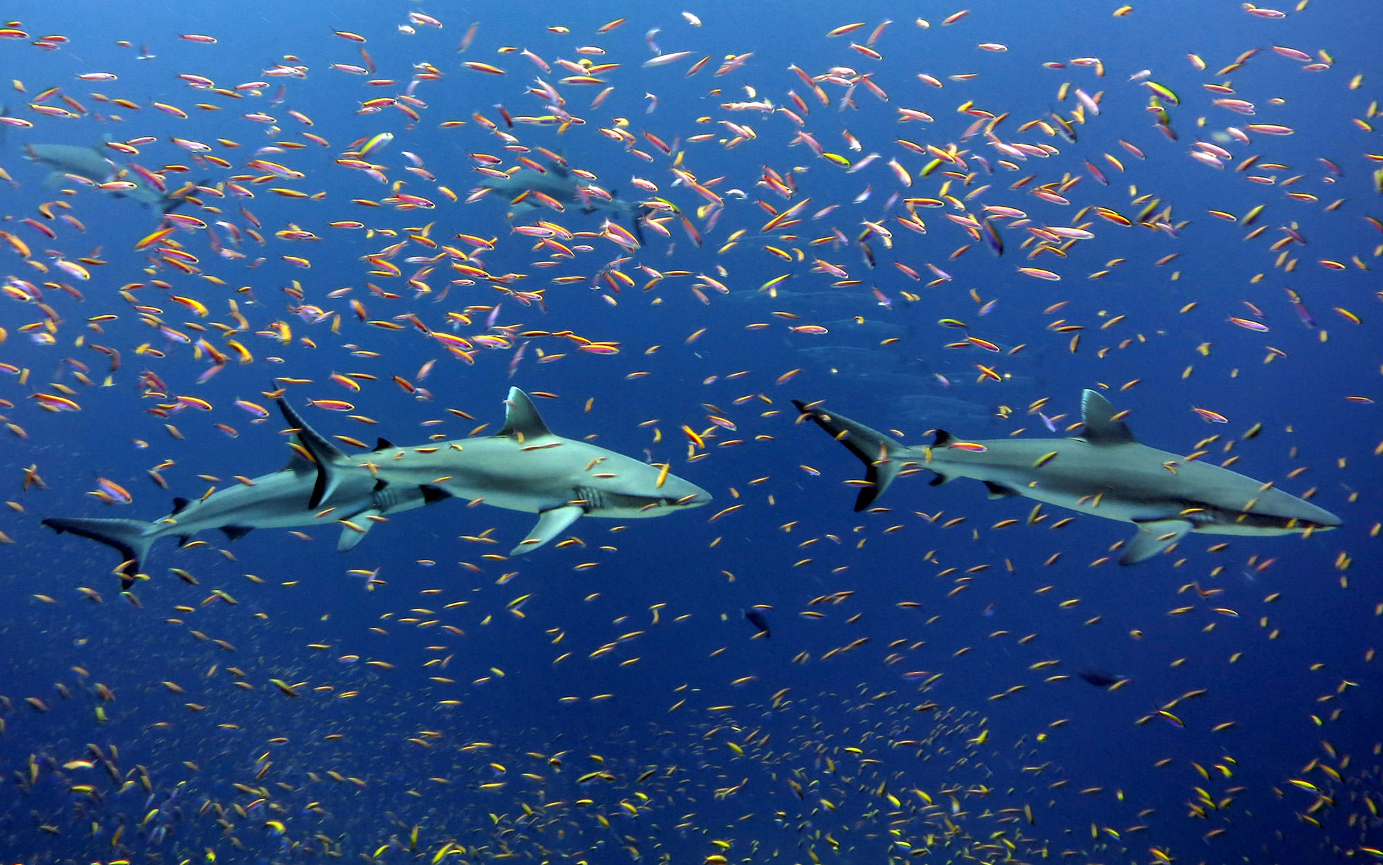 Swimming with grey reef sharks