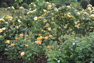 Orange-yellow climbing rose (Rosa) Maigold blooms in a garden in May alamy 2G5W6PD