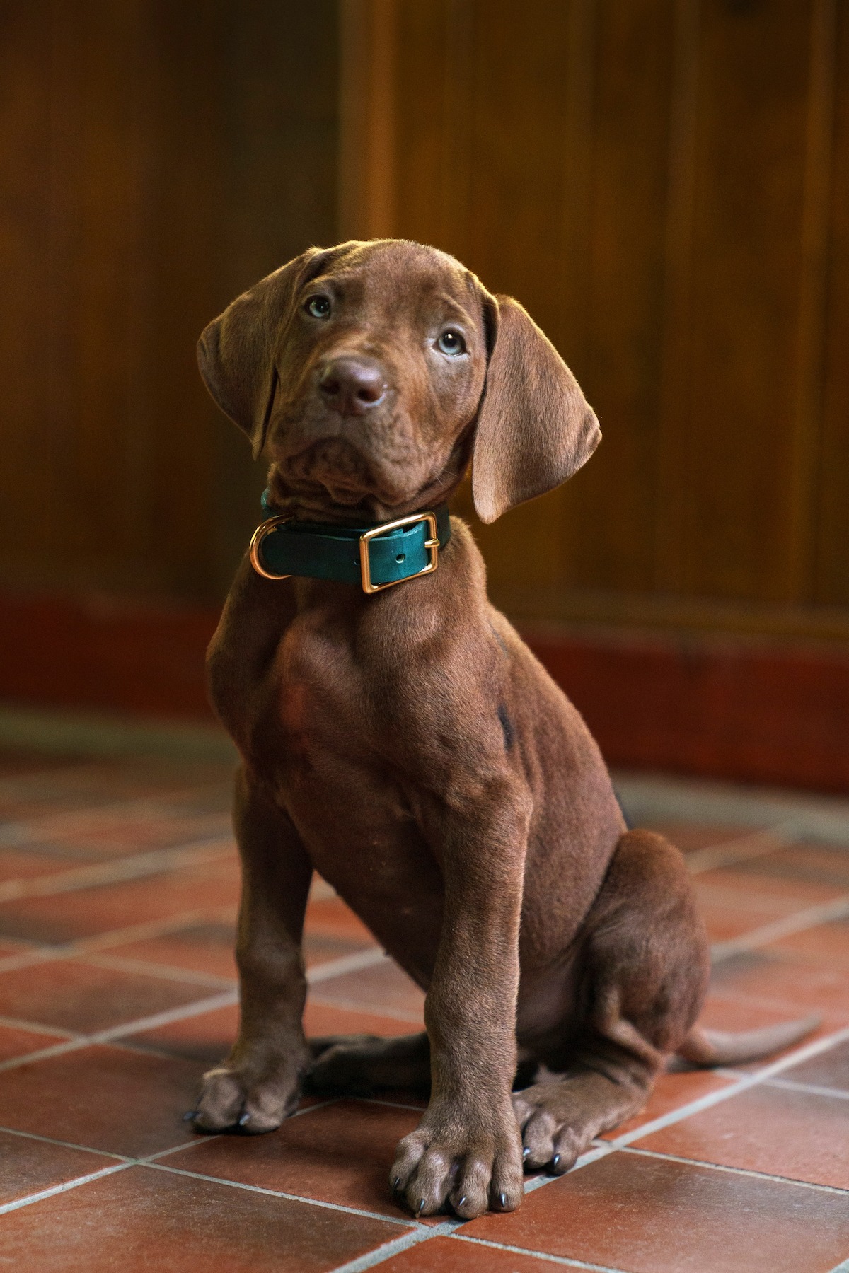Live-action Scooby-Doo from Scooby-Doo Origins
