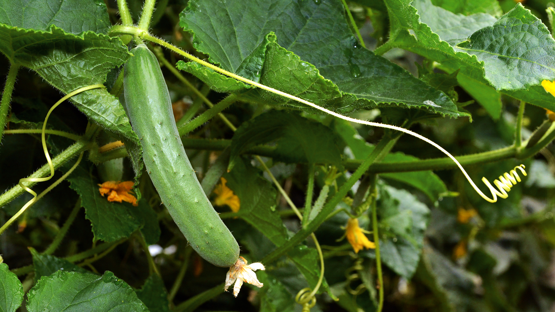 cucumber plants growing