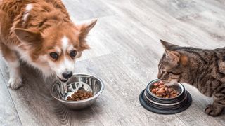 dog and cat eating together