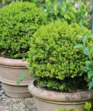 Boxwood plants in containers