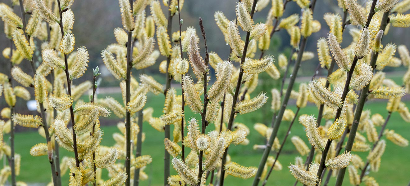 What to plant if you're thinking of putting a willow in your garden |  Country Life