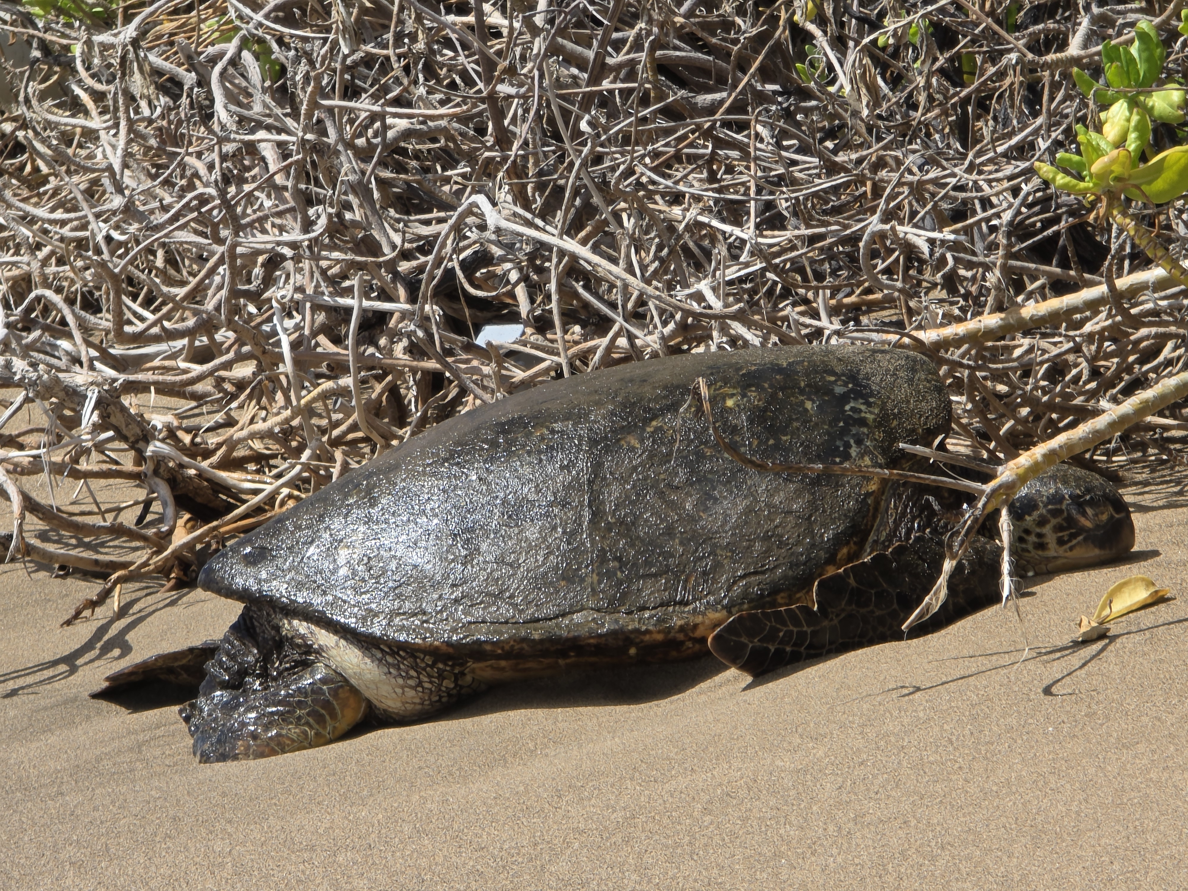 Sample images taken with the Samsung Galaxy S25 Ultra cameras