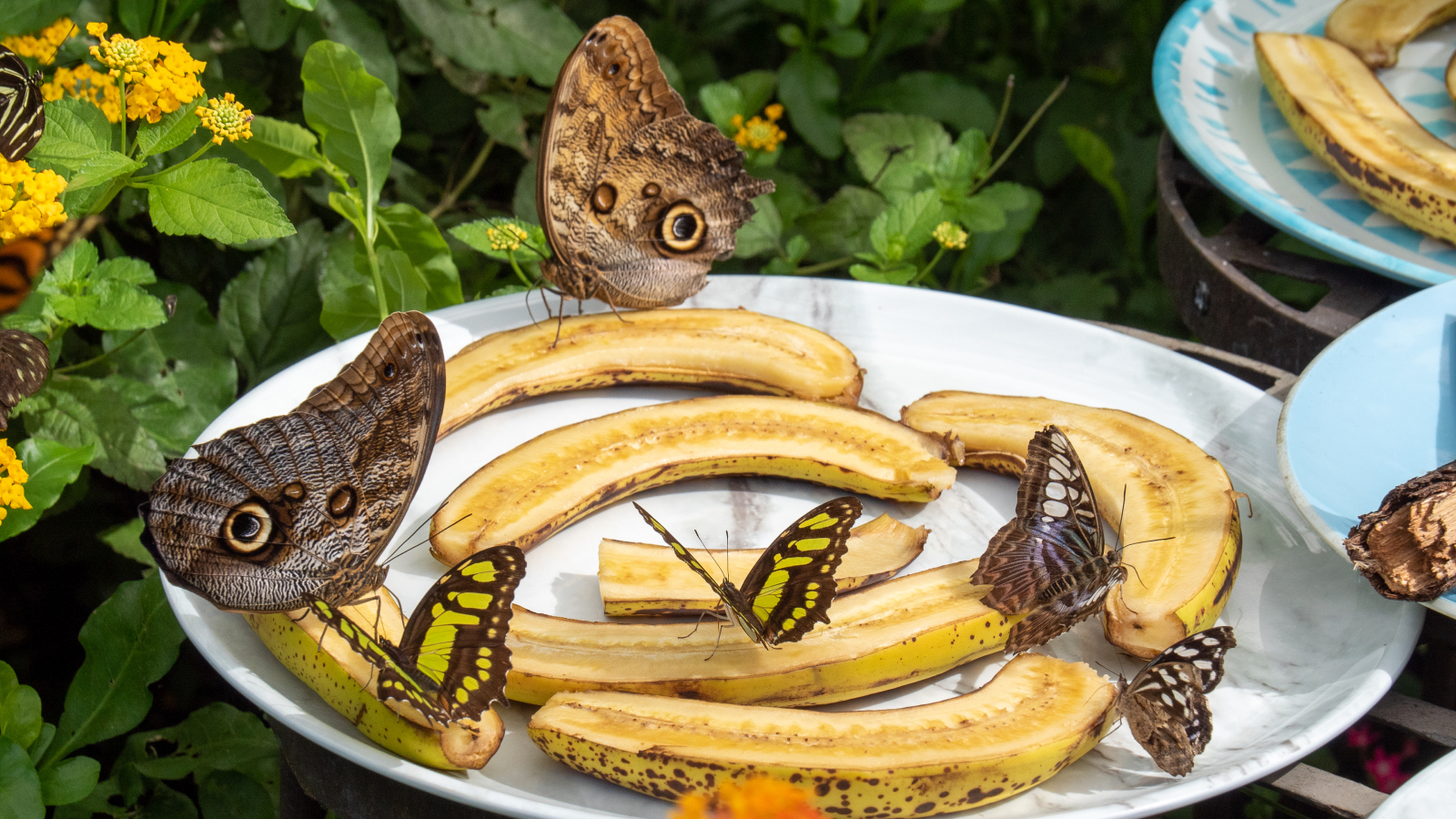 Butterflies on a plate of bananas