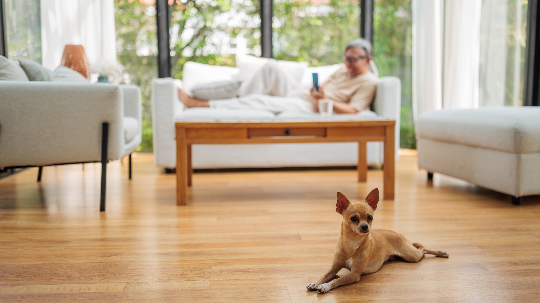 A cute little Chihuahua lies on the floor. Her older male owner lounges on a sofa behind her.