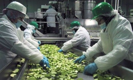 Workers sort through apples at Crunch Park: The company has asked the U.S. to approve its genetically modified apples, which don&amp;#039;t brown when sliced.