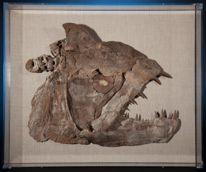 Fossil of toothy predator called Xiphactinus that lived during the Upper Cretaceous Period and was very similar to the modern tarpon or tigerfish, but much bigger.