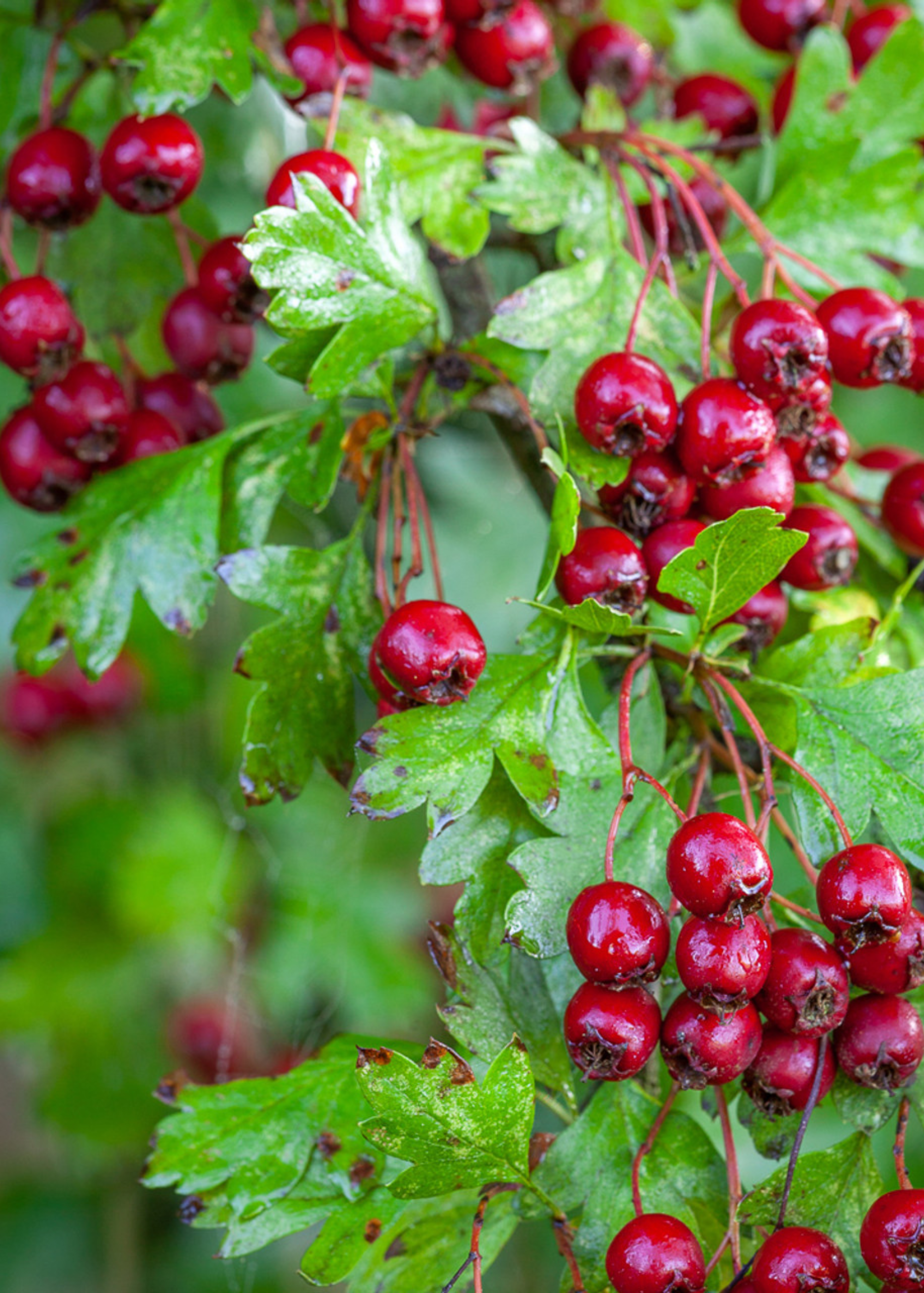 A close-up of a hawthorn tree