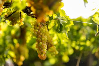 Roussanne wine grapes