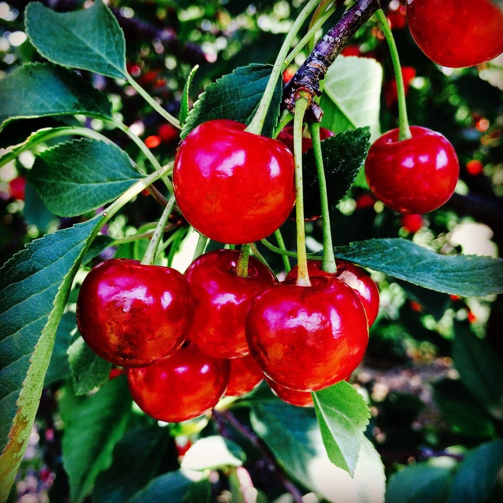 Montmorency Cherry Tree Care Growing Tips And Uses For Montmorency Cherries Gardening Know How