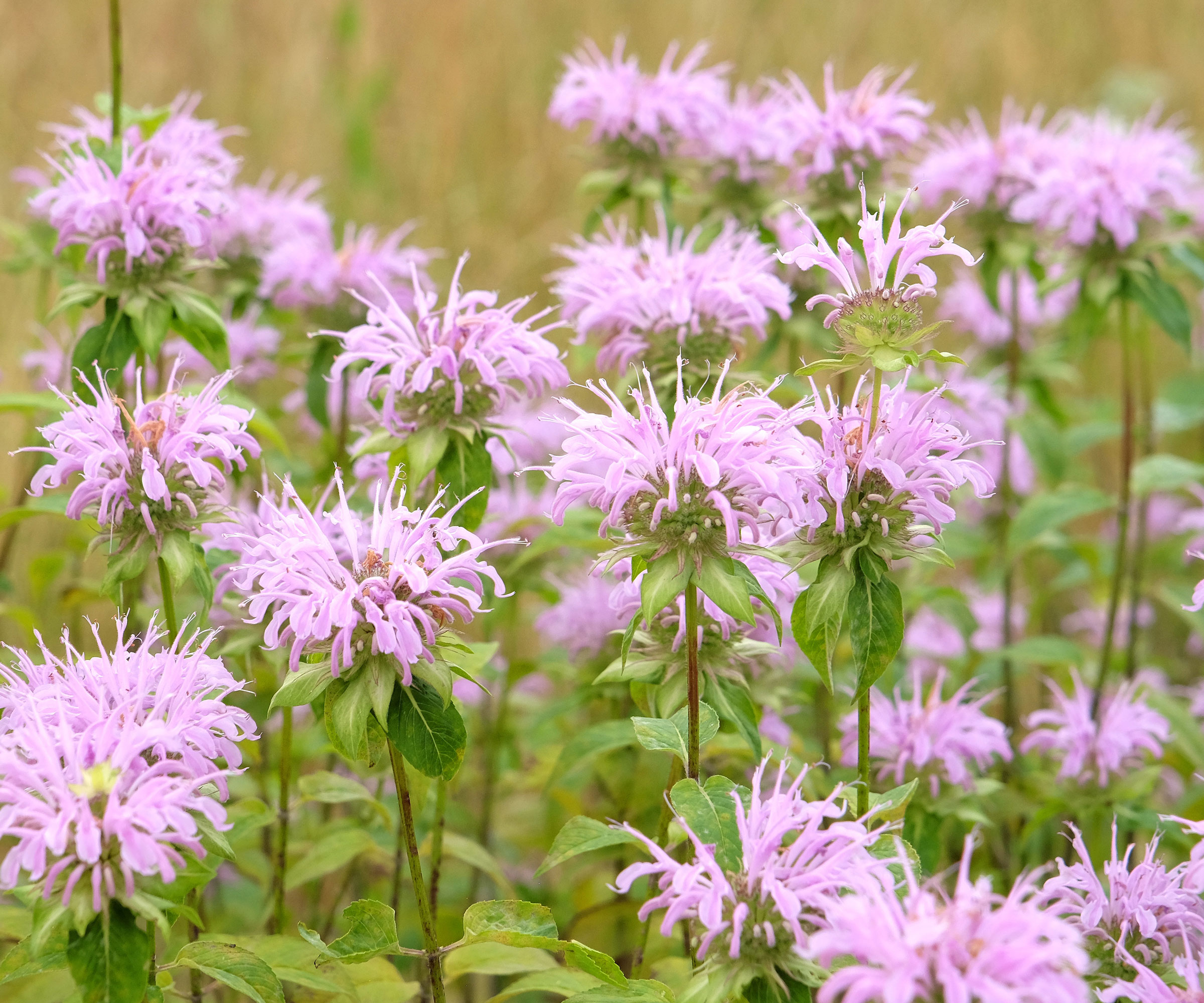 pale purple pink flower heads of bee balm plants in garden border