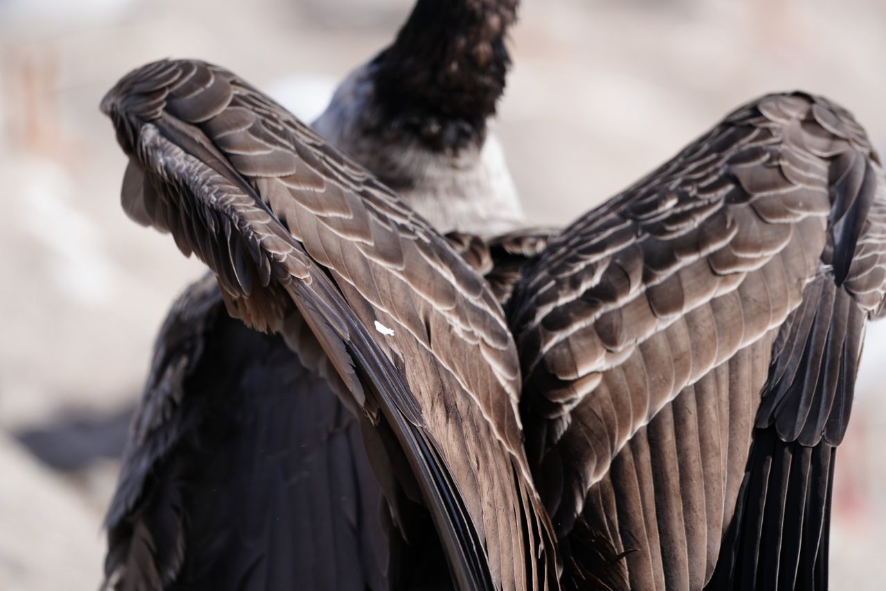Sony FE 600mm f/6.3 GM OSS sample image