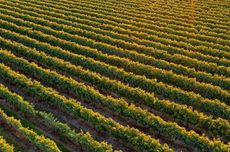 Bordeaux vineyards