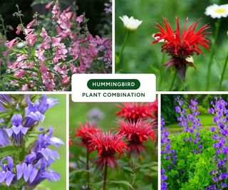 Plant By Number hummingbird kit native flowers