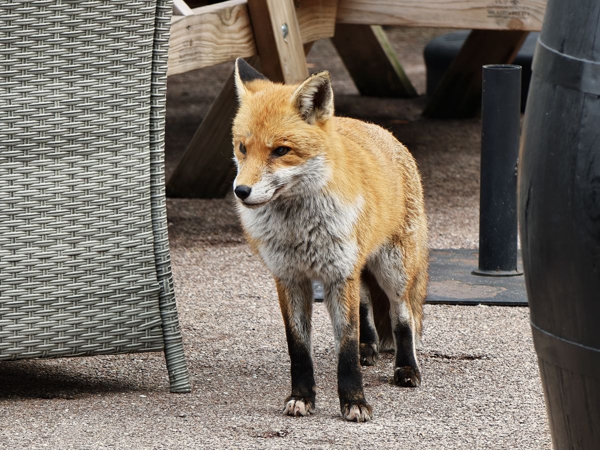 Medium close up of a fox