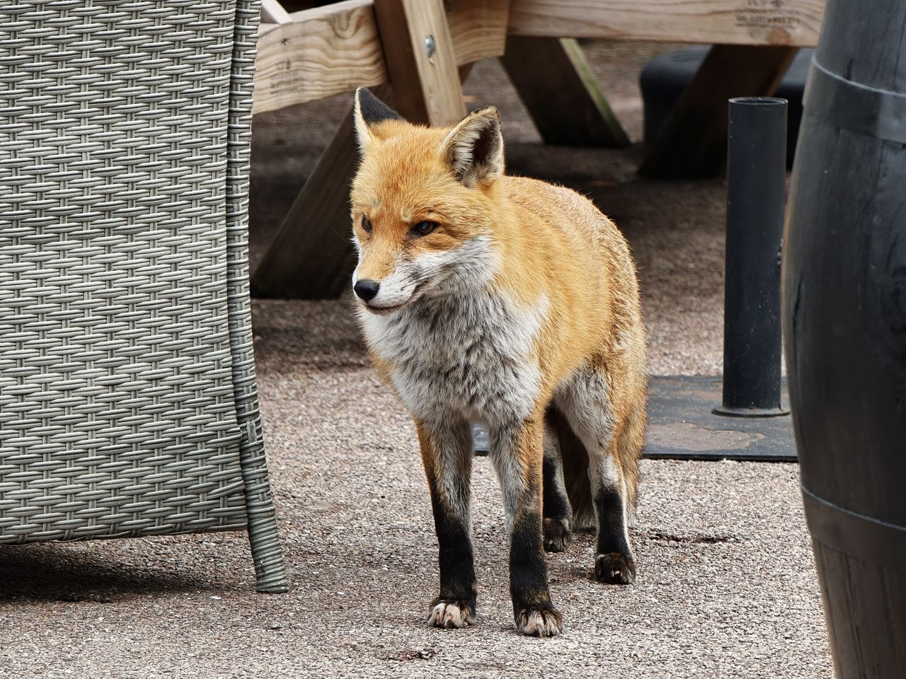 Medium close up of a fox