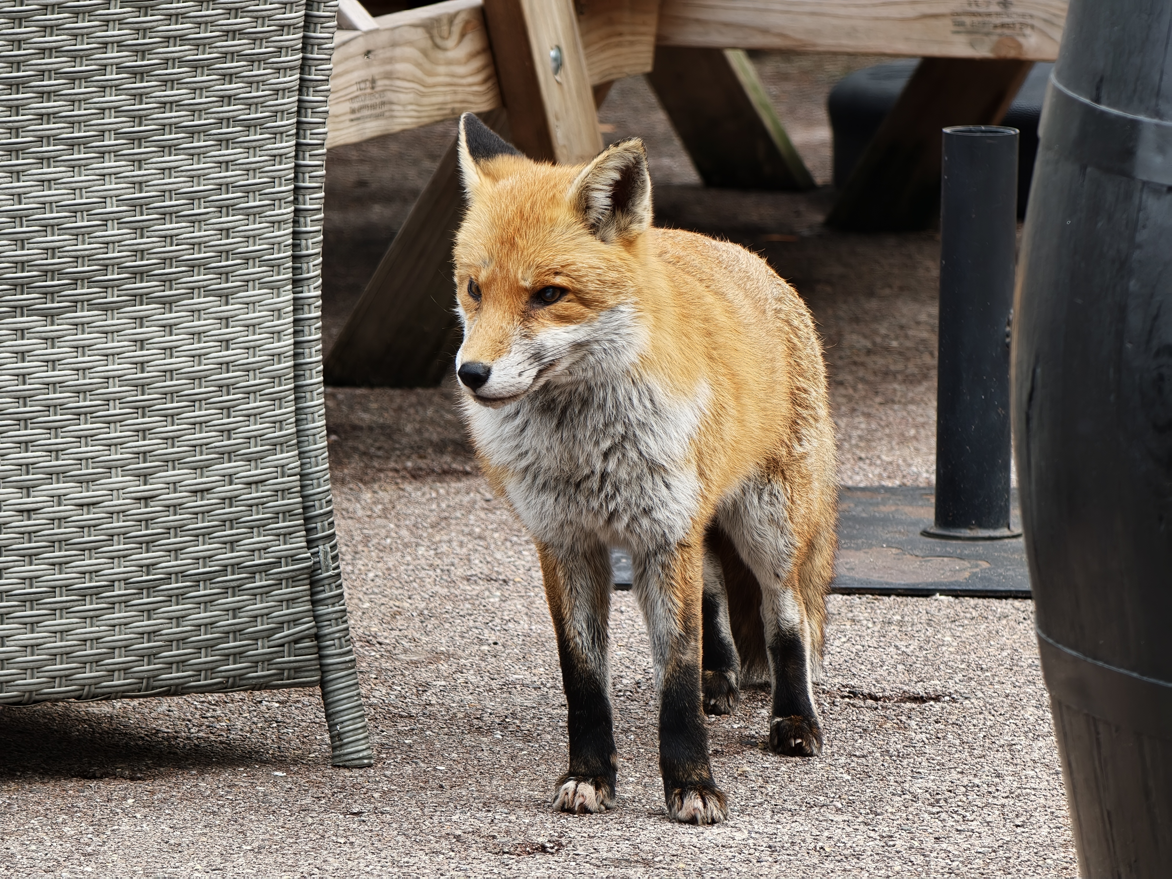 Medium close up of a fox