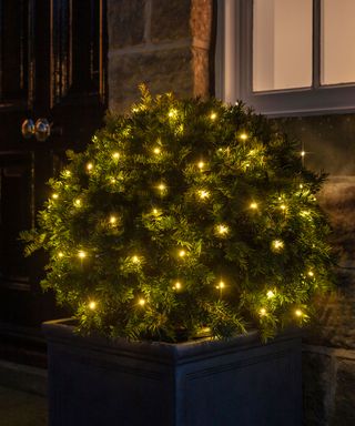 small topiary tree with christmas lights