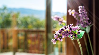 Lavender stems highlighted in the sun in a window