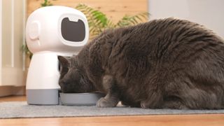 A cat eats from an automatic feeder. Automatic pet food dispenser on the floor of the house