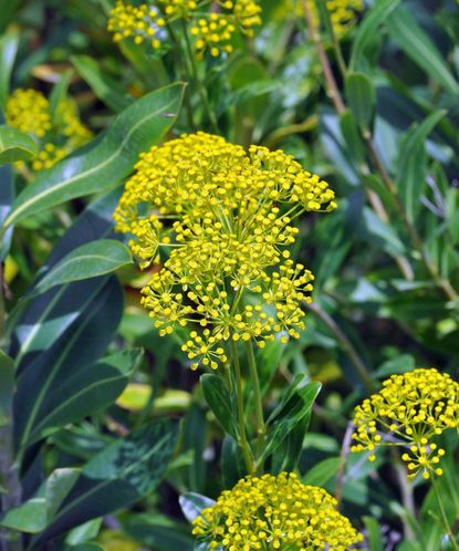 Best drought tolerant plants: 21 choices for hot, dry areas | Gardeningetc