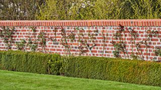 long brick wall in formal garden with box hedging