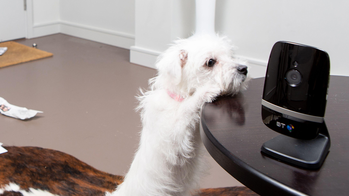 Dog with a pet camera