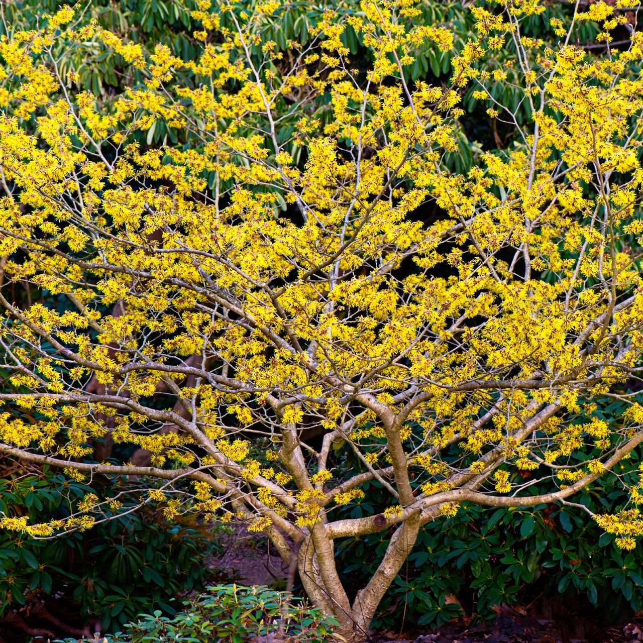 witch hazel blooming in winter garden