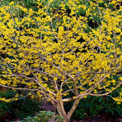 witch hazel blooming in winter garden