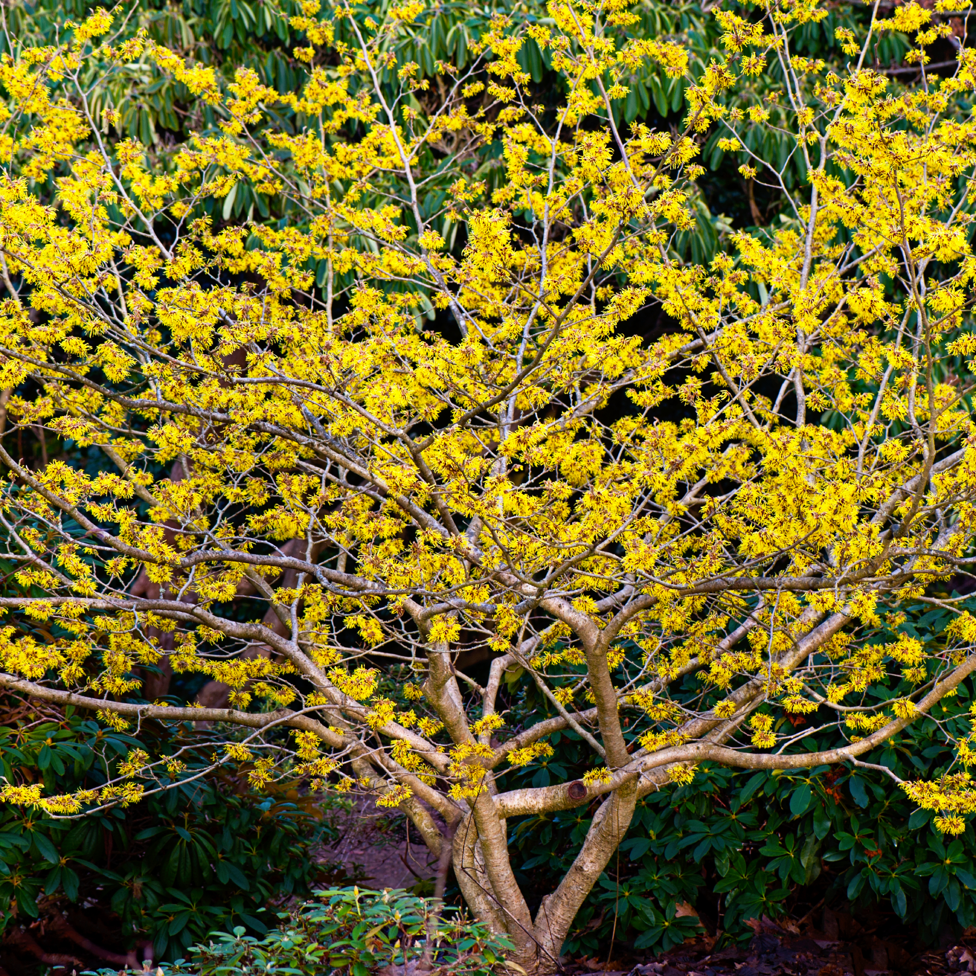 witch hazel blooming in winter garden