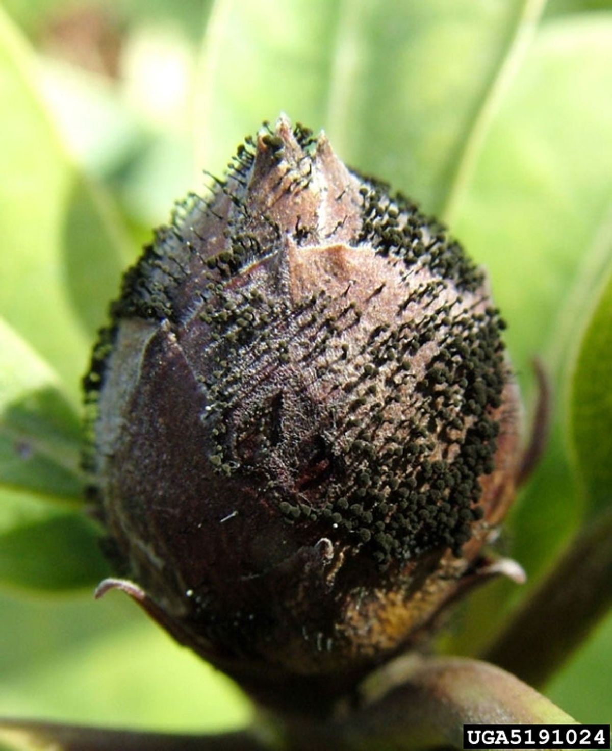 Why Do Azalea Blooms Turn Brown Reasons For Brown Azalea Flowers