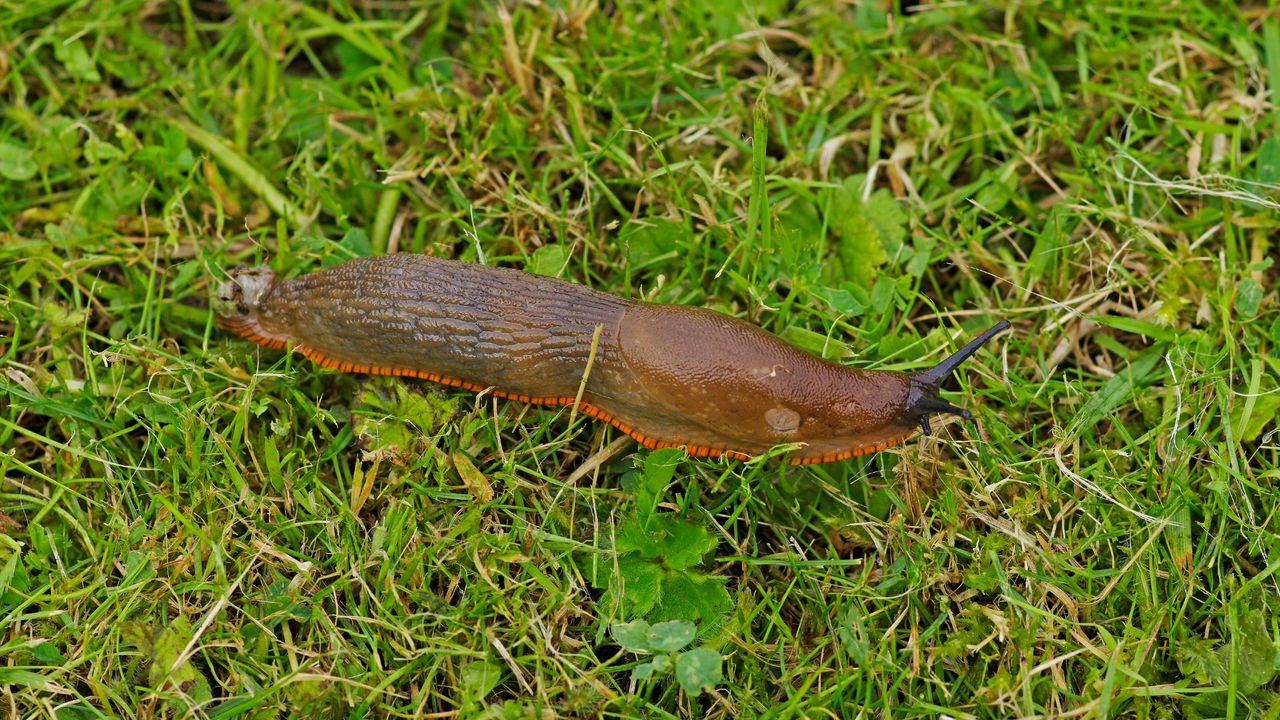 Slug on grass