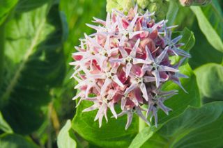 Closeup of beautiful pink Showy milkweed flower