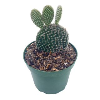 Bunny Ears Cactus from Walmart