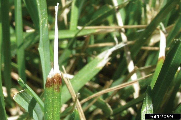 Ascochyta Leaf Blight on Lawn