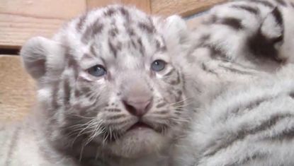 Rare white tiger quintuplets make their delightful debut in Austria