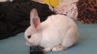 Rabbit with a television remote