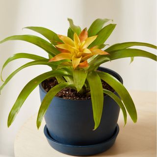 Yellow bromeliad from Bloomscape