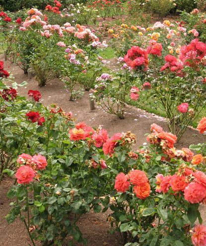 Rows Of Various Rose Plants
