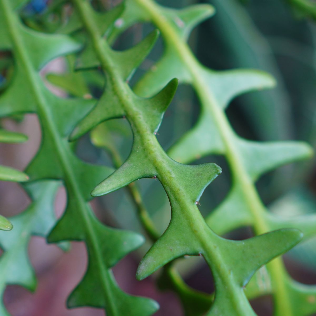 フィッシュボーンサボテン: 植物の完全な手入れと栽培ガイド