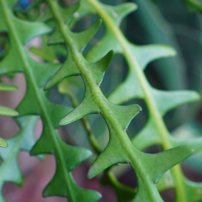 Close up of fish bone cactus