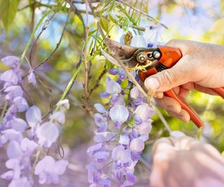 Pruning a wisteria with pruning shears