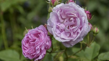 pink roses in a garden