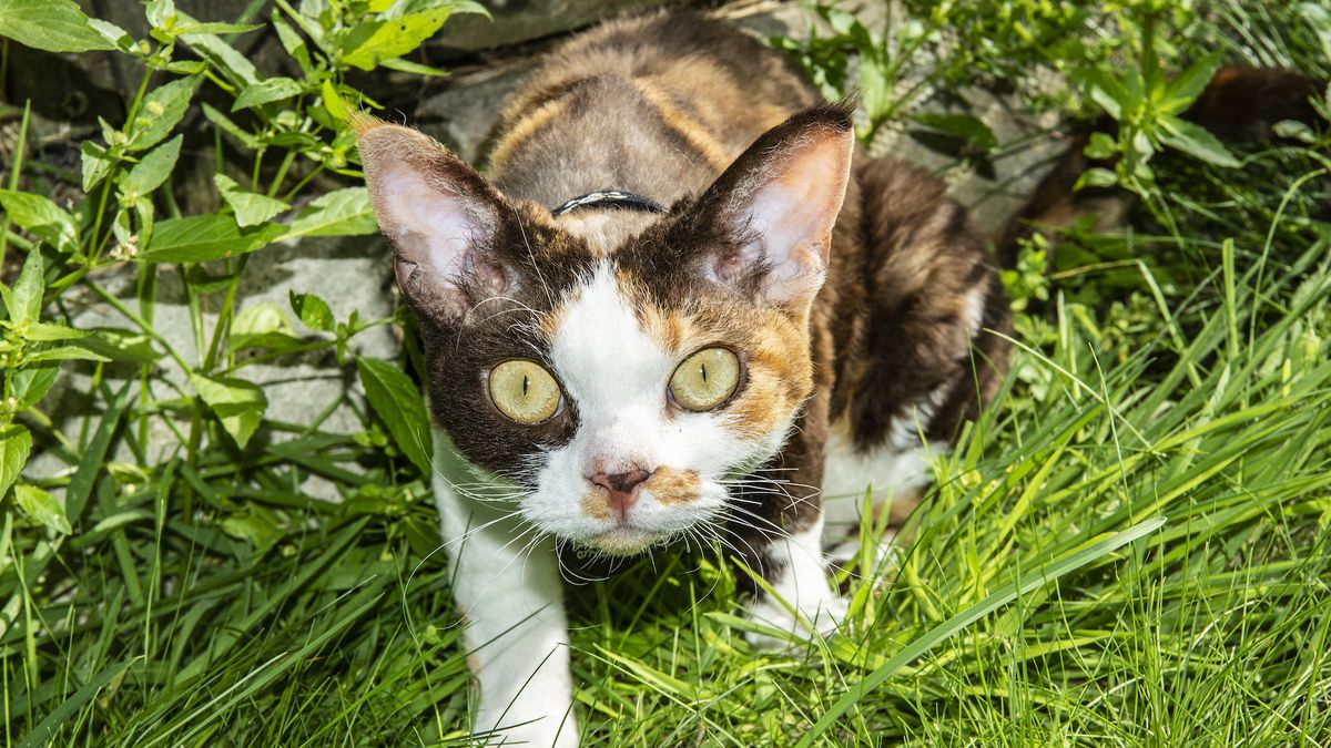 32 things to know about Devon rex cats | PetsRadar