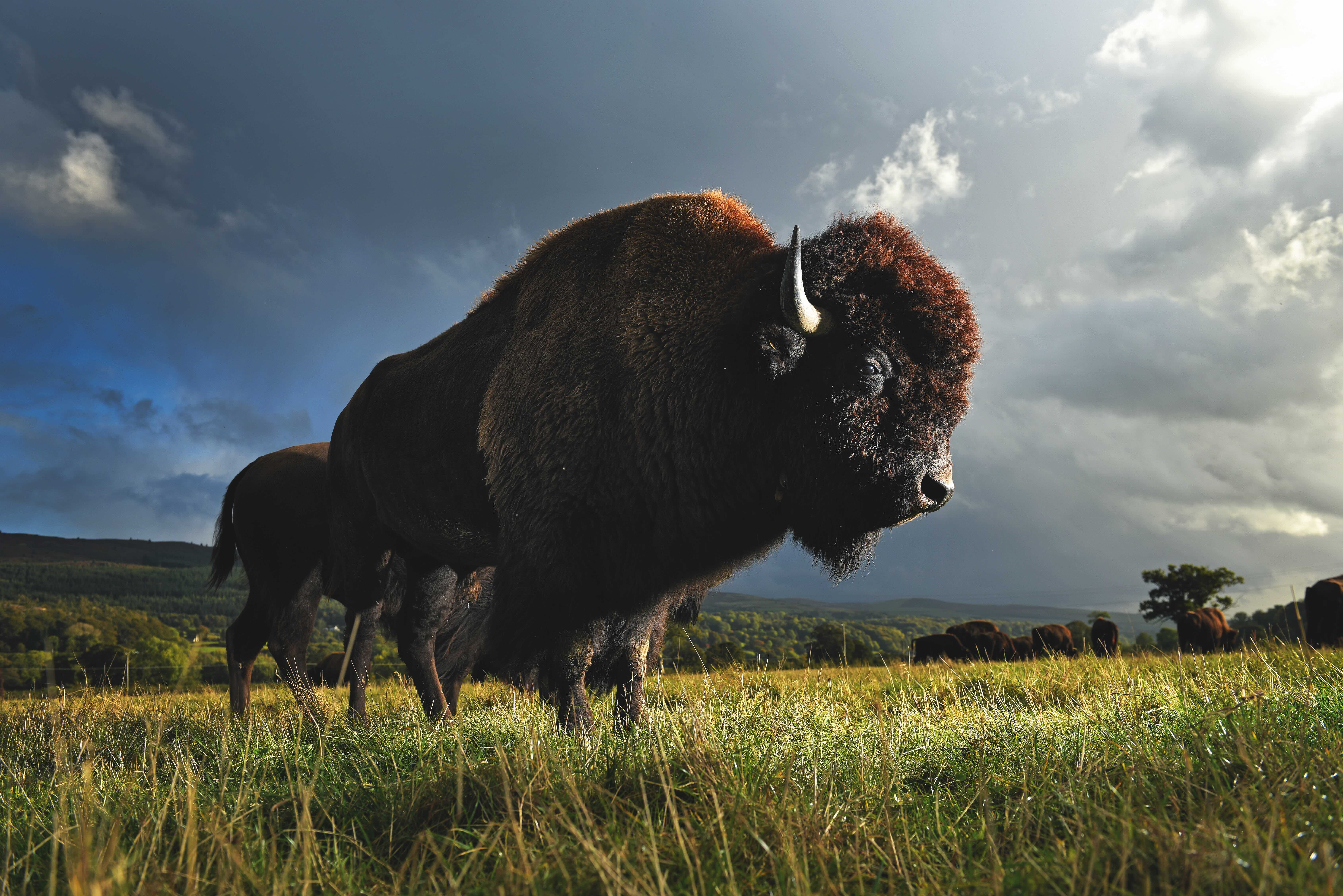 Two large American bison stand in a field