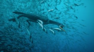 A Hesperornis swimming on Prehistoric Planet Season 2