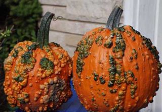 These Goose Bumps pumpkins' warts have grown in green – a perfectly creepy accent for Halloween.